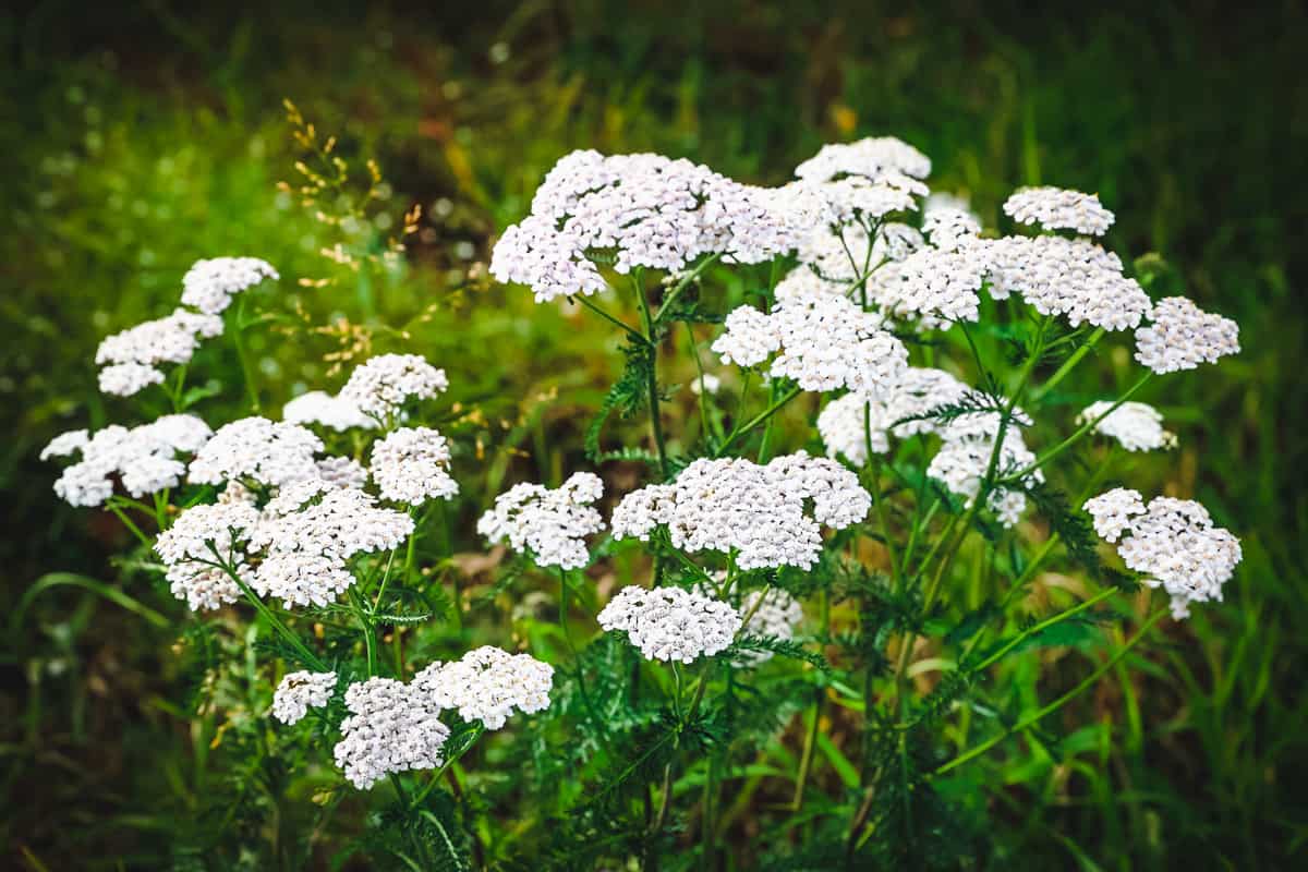 White yarrow flowers. 