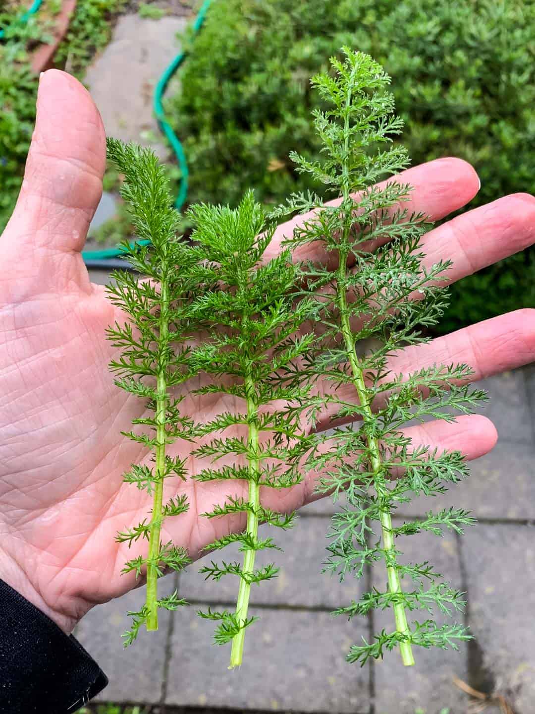 a hand holding frilly yarrow leaves