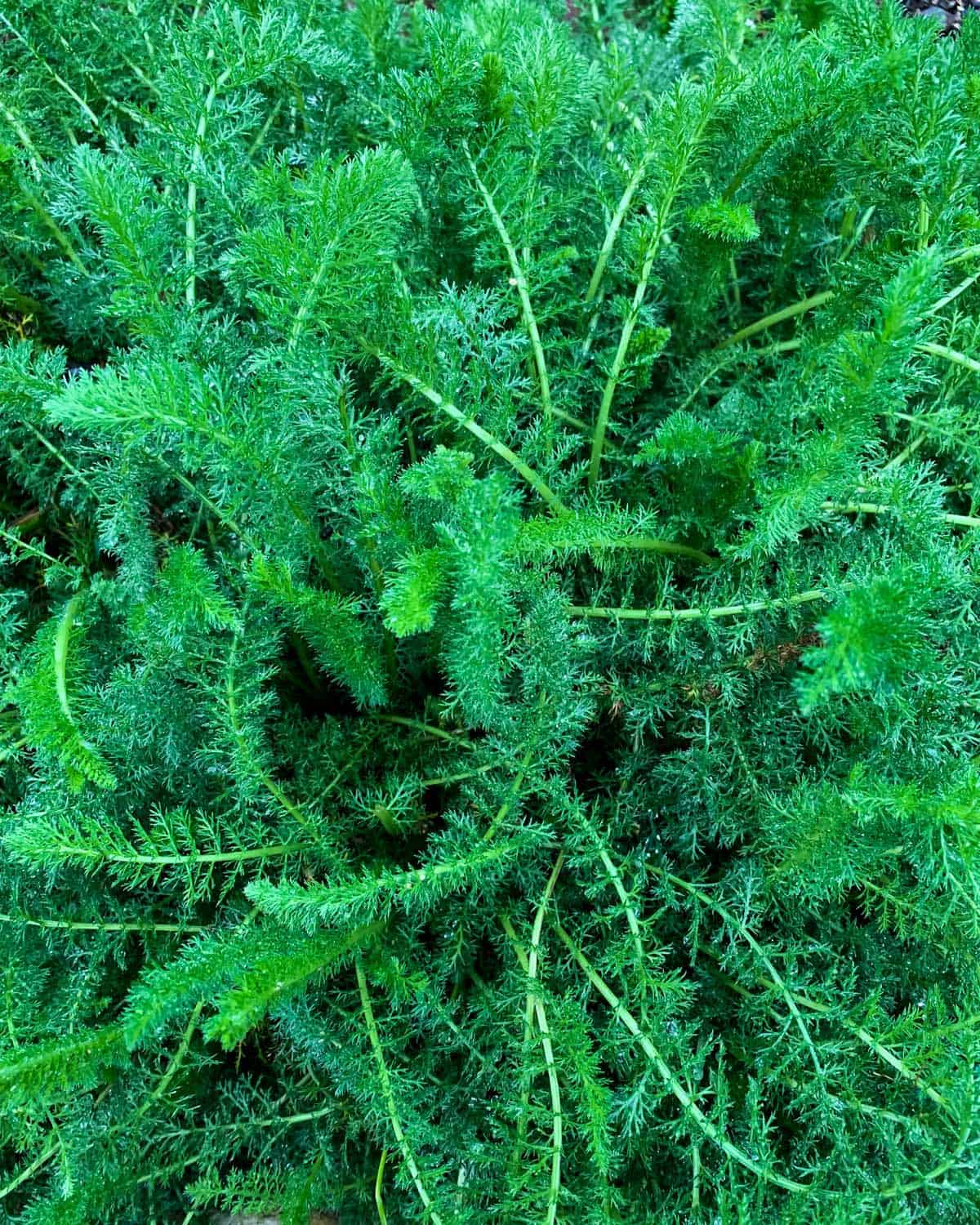 a patch of frilly yarrow leaves