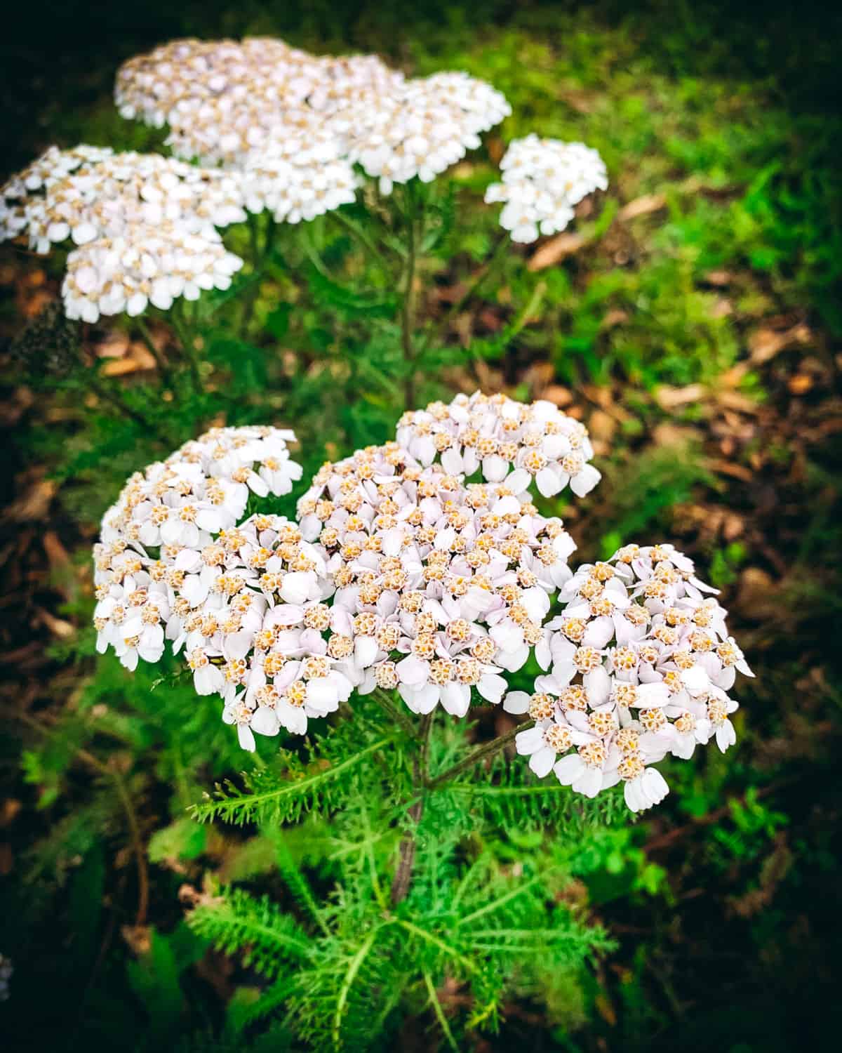 Wild Yarrow Plant