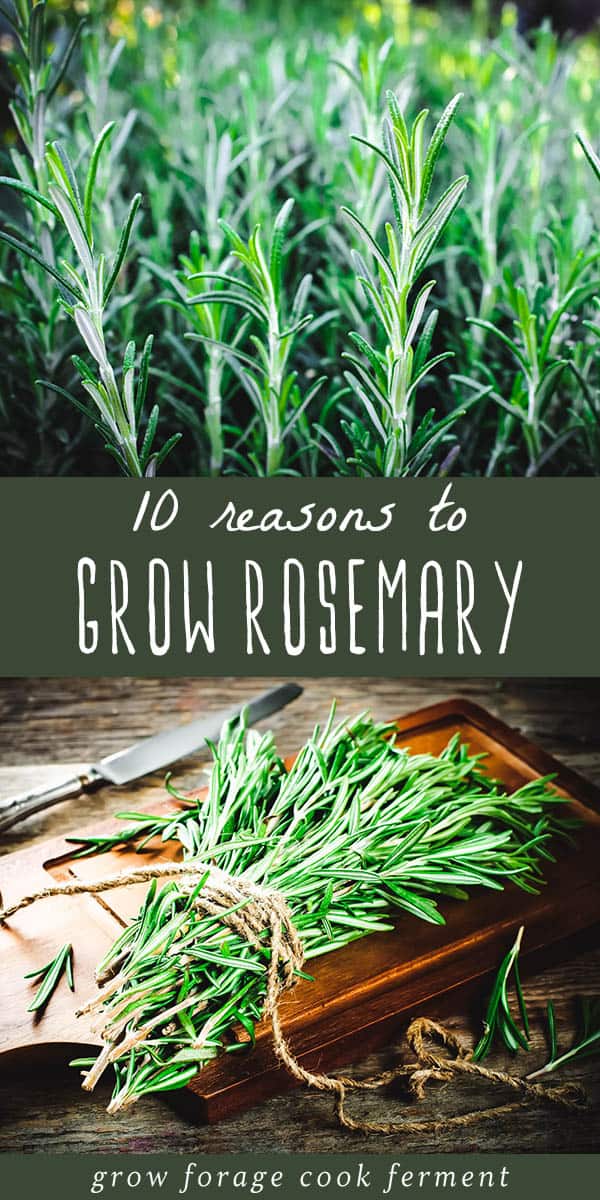 10 Reasons to Grow Rosemary for your Garden, Food and Health