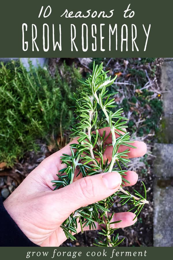 a hand holding a few springs of homegrown rosemary