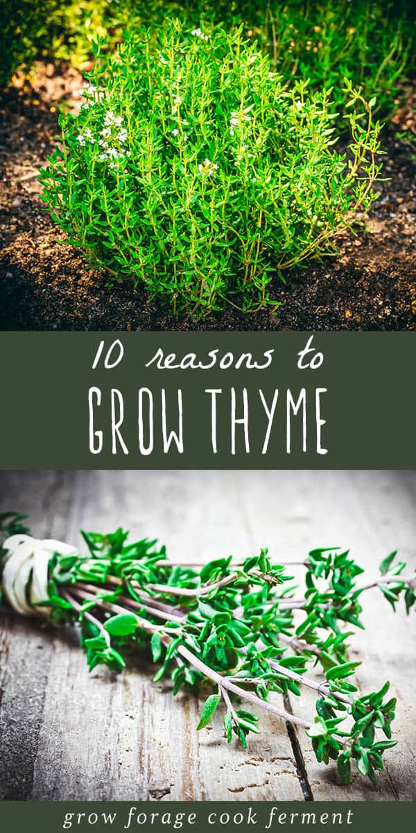 10 Reasons to Grow Thyme for Food, Health, and Garden Benefits