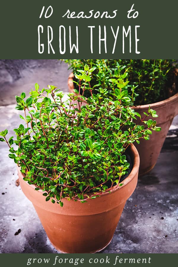 10 Reasons to Grow Thyme for Food, Health, and Garden Benefits