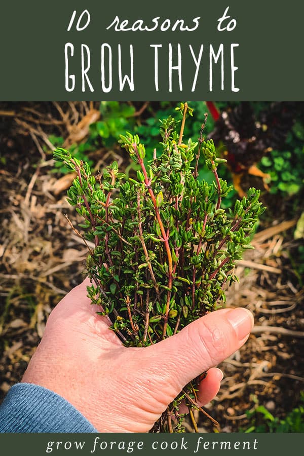 a hand holding a bunch of thyme