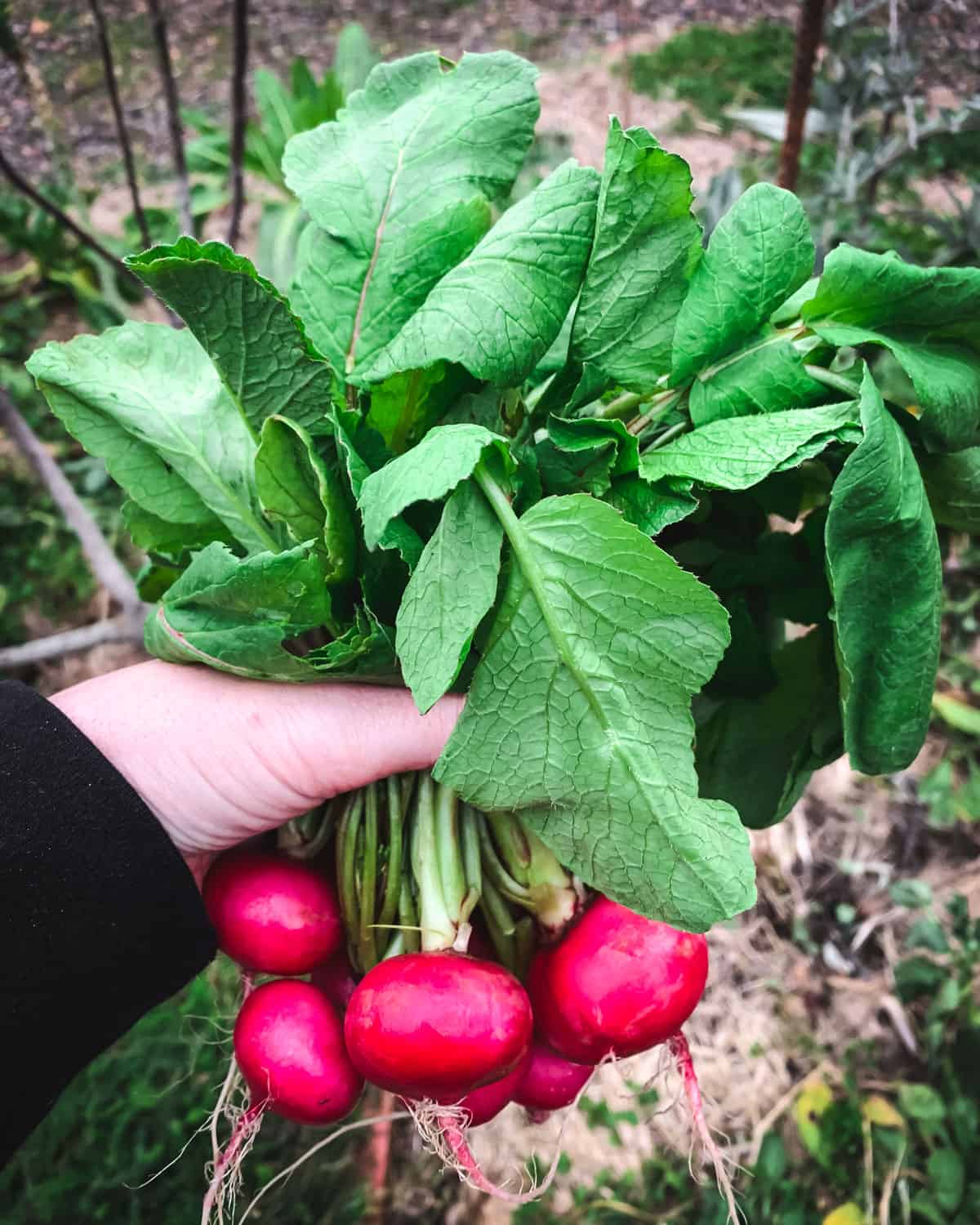 a hand holding a bunch of radishes with large radish leaves