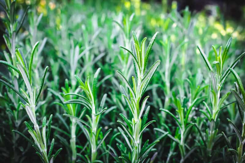 10 Reasons to Grow Rosemary for your Garden, Food and Health