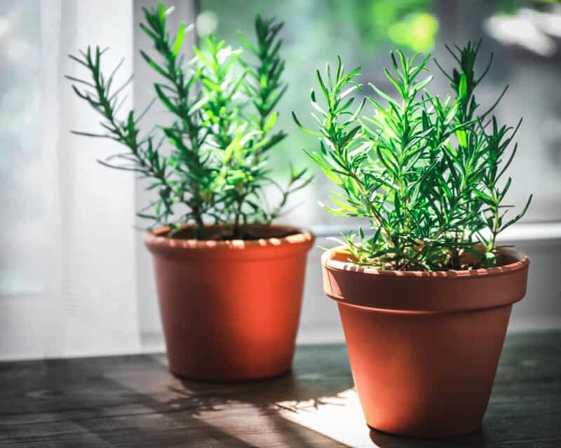 10 Reasons to Grow Rosemary for your Garden, Food and Health