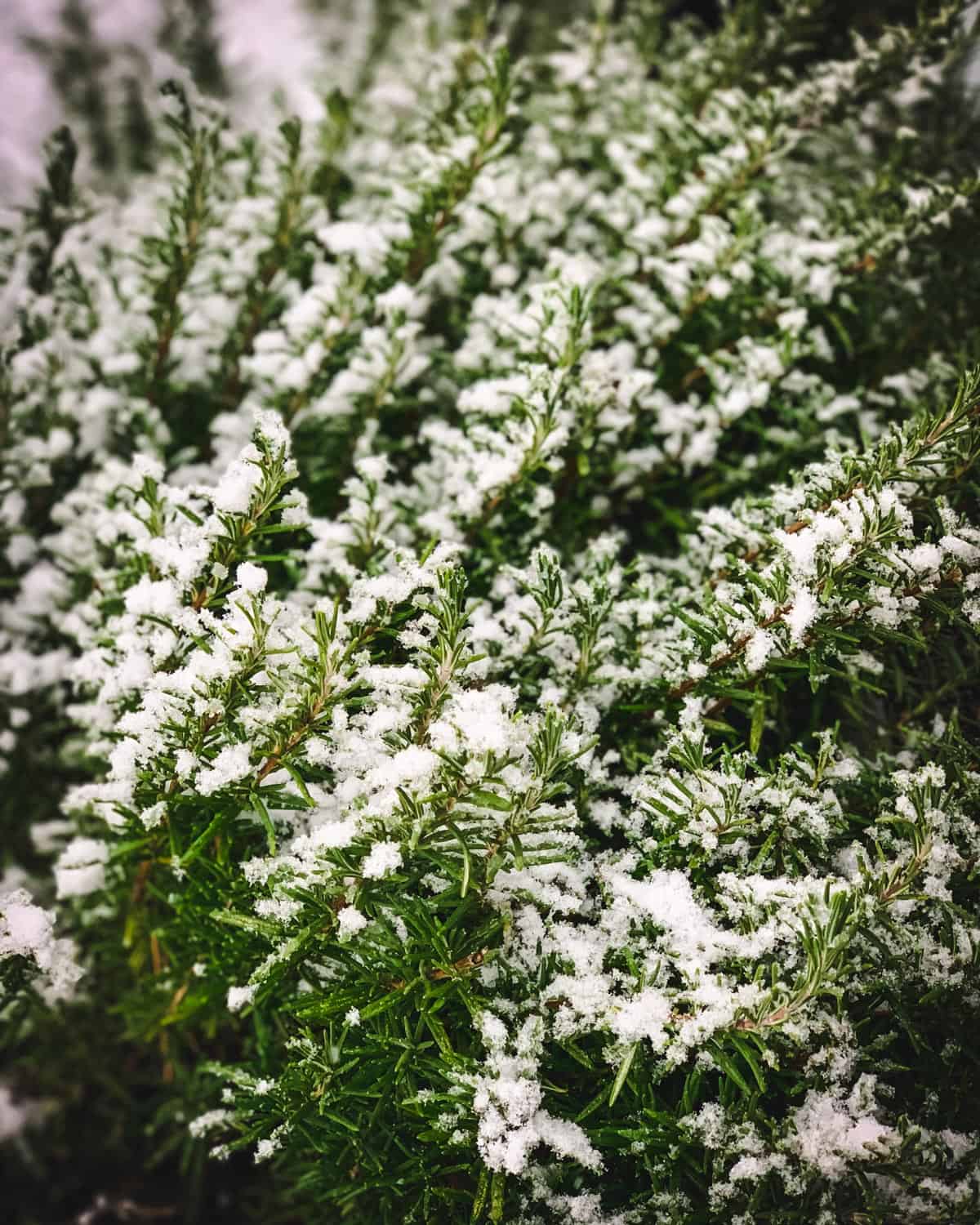 a rosemary plant with a dusting of snow