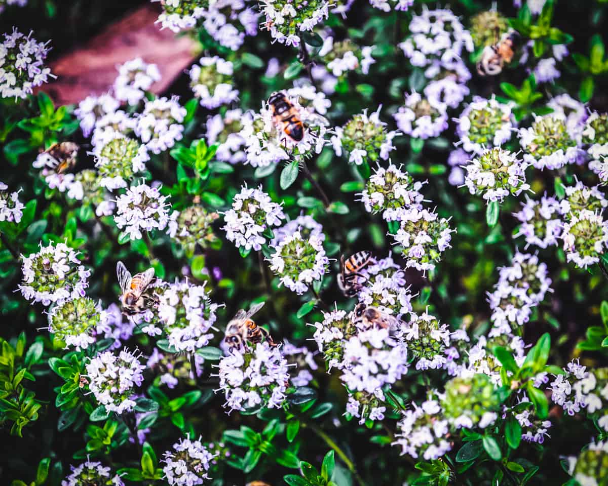 many bees on white thyme flowers