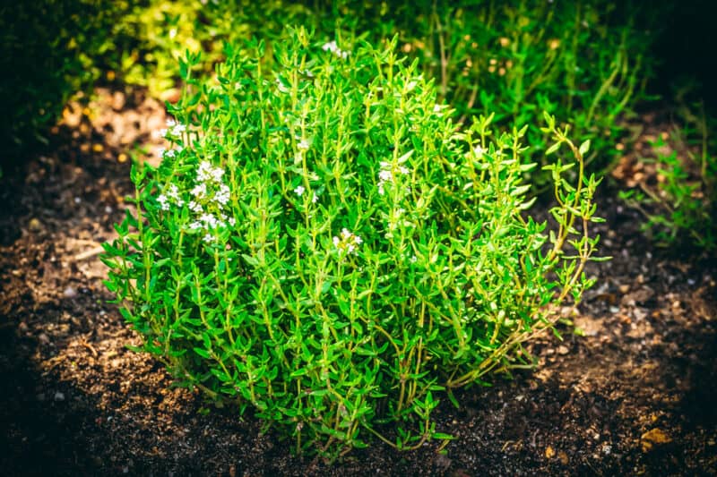 10 Reasons to Grow Thyme for Food, Health, and Garden Benefits