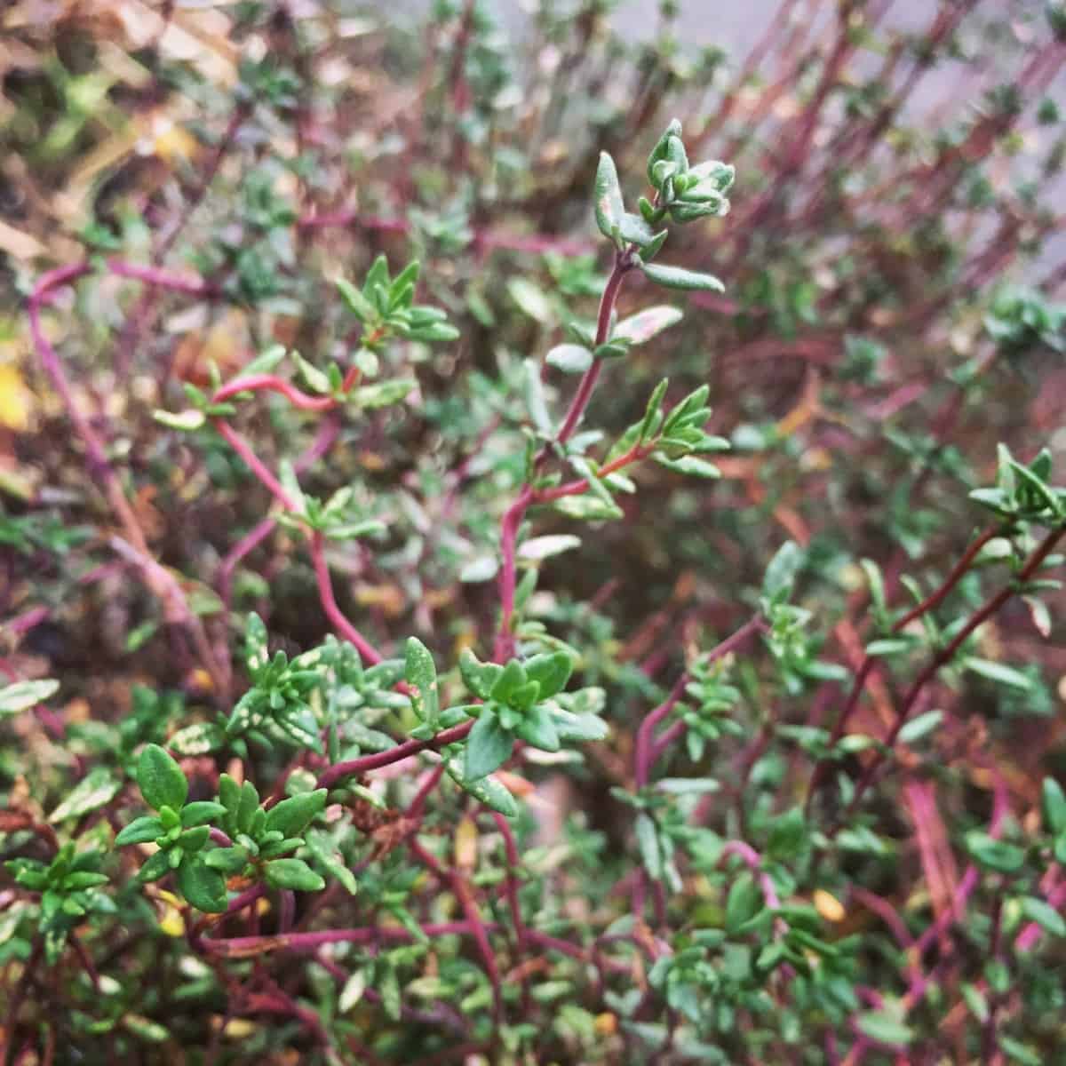 a thyme plant with red stems in the garden