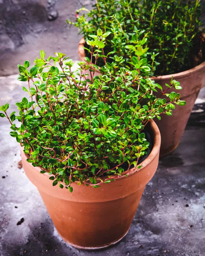 10 Reasons to Grow Thyme for Food, Health, and Garden Benefits