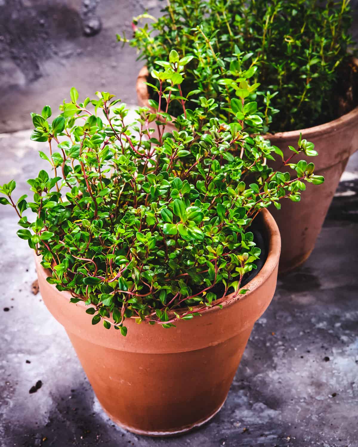 two pots of thyme growing