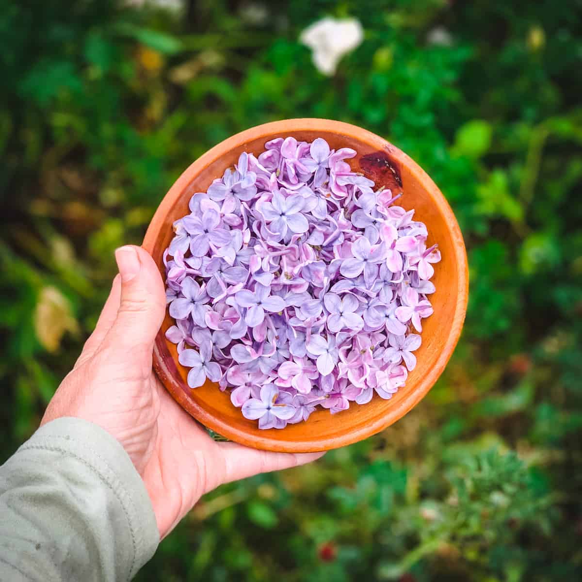 a hand holding a bowl of freshly picked lilac flowers