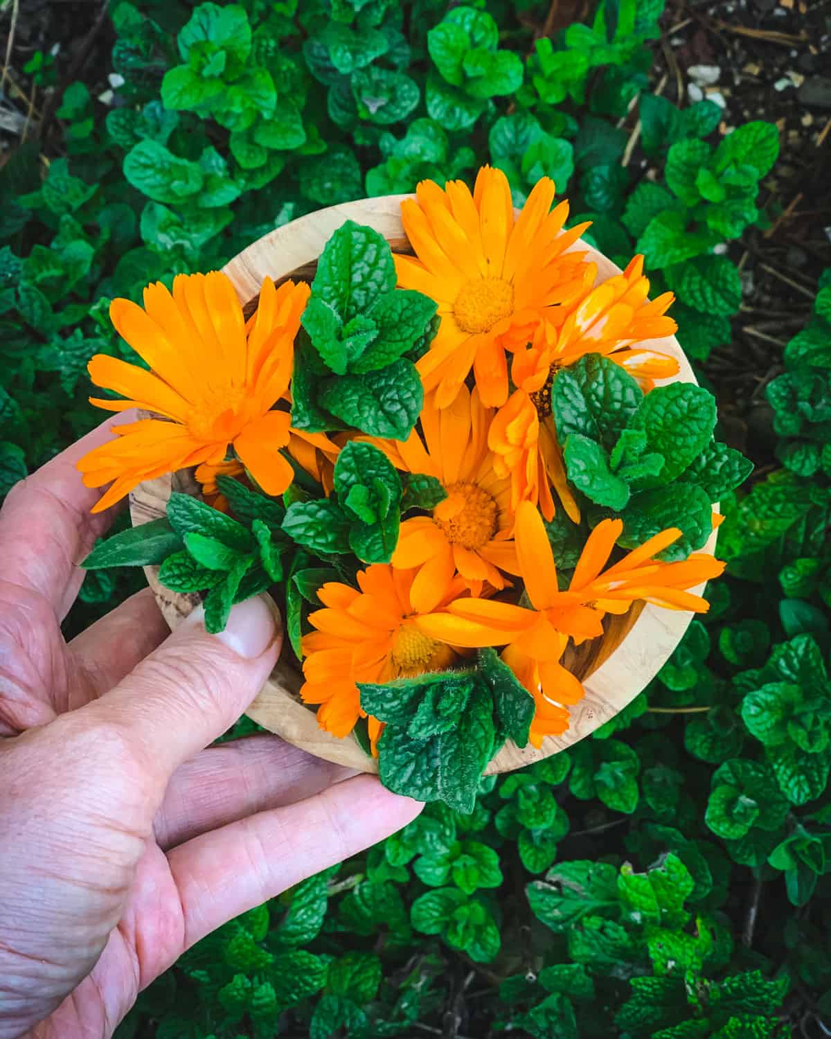 a hand holding a bowl of fresh calendula flowers and mint