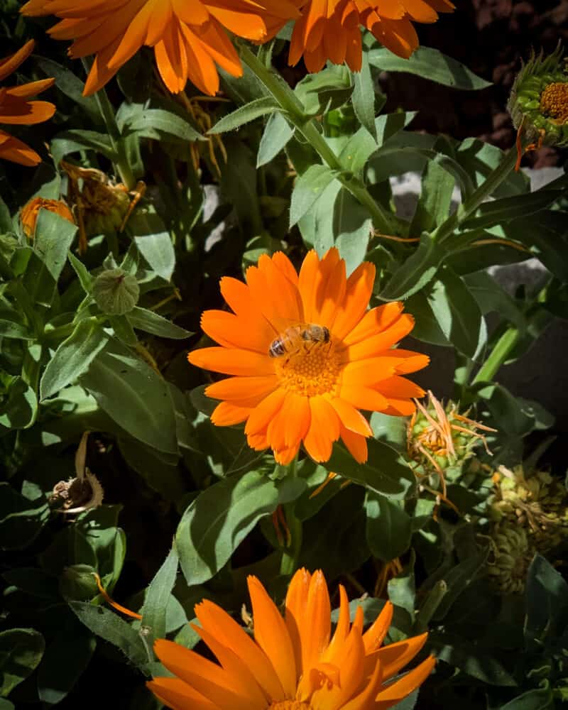 10 Reasons to Grow Calendula for Your Garden, Food, and Health