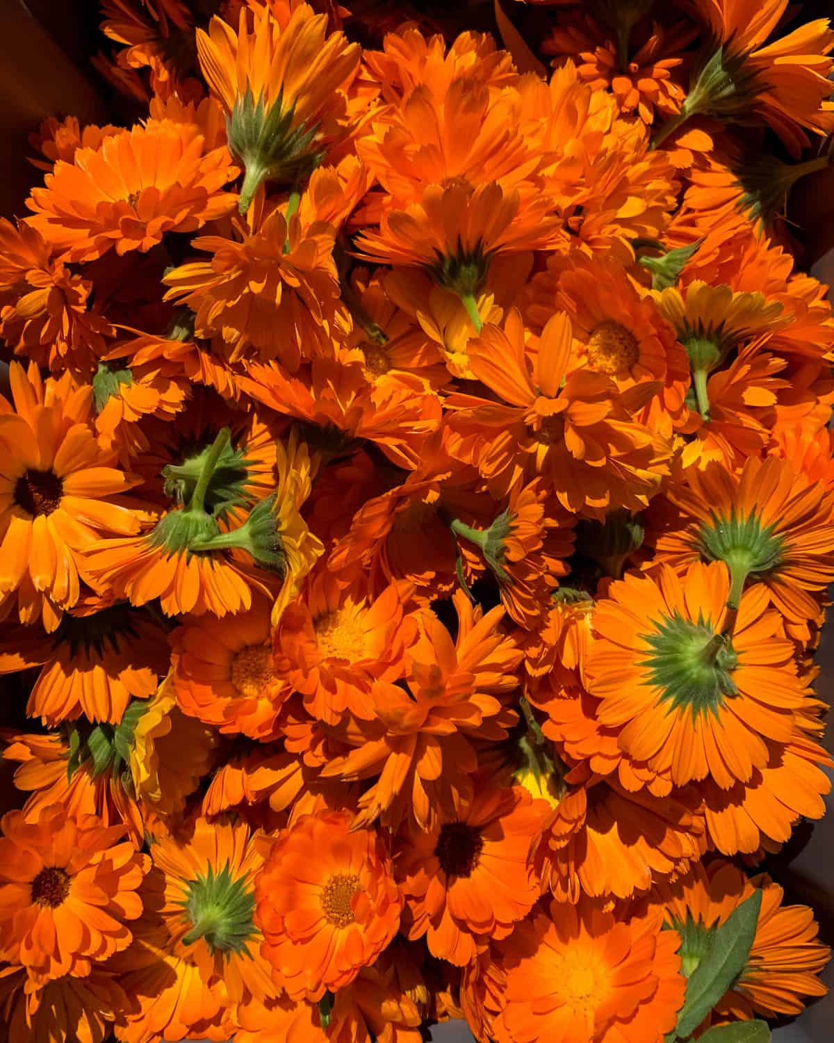 a bunch of freshly harvested fresh calendula flowers