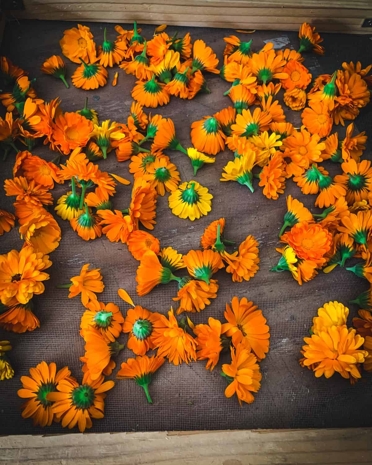 fresh calendula flowers on a drying screen