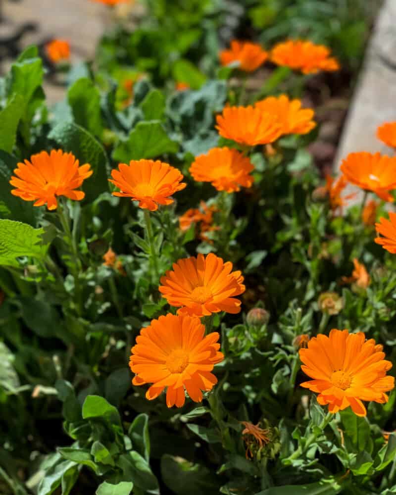10 Reasons to Grow Calendula for Your Garden, Food, and Health