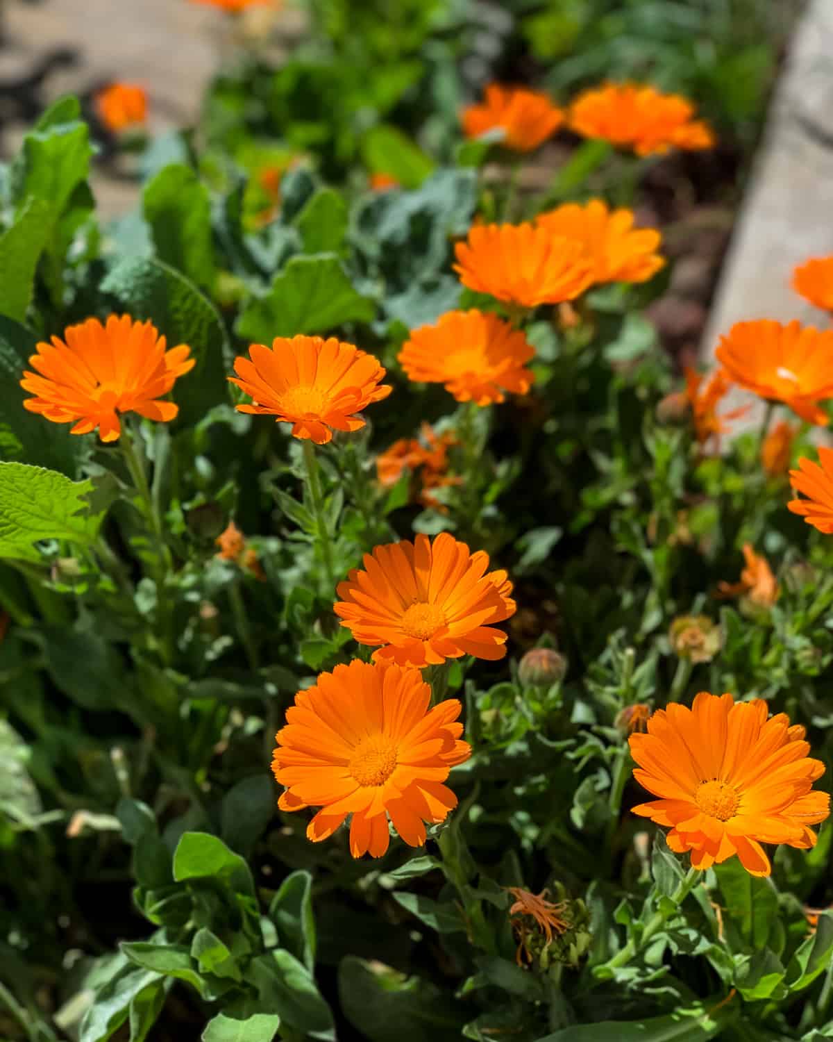 calendula flowers growing in a garden