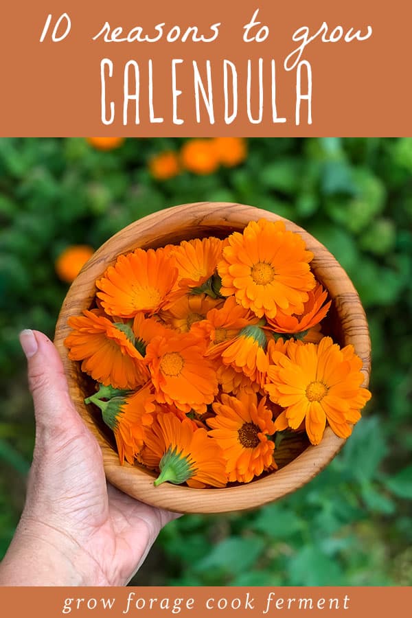 a hand holding a bowl full of freshly picked calendula flowers