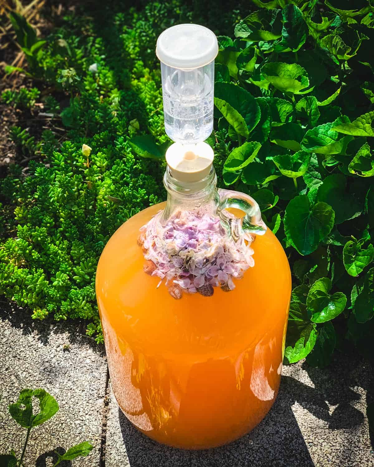 a one gallon jug with an airlock of fermenting lilac mead
