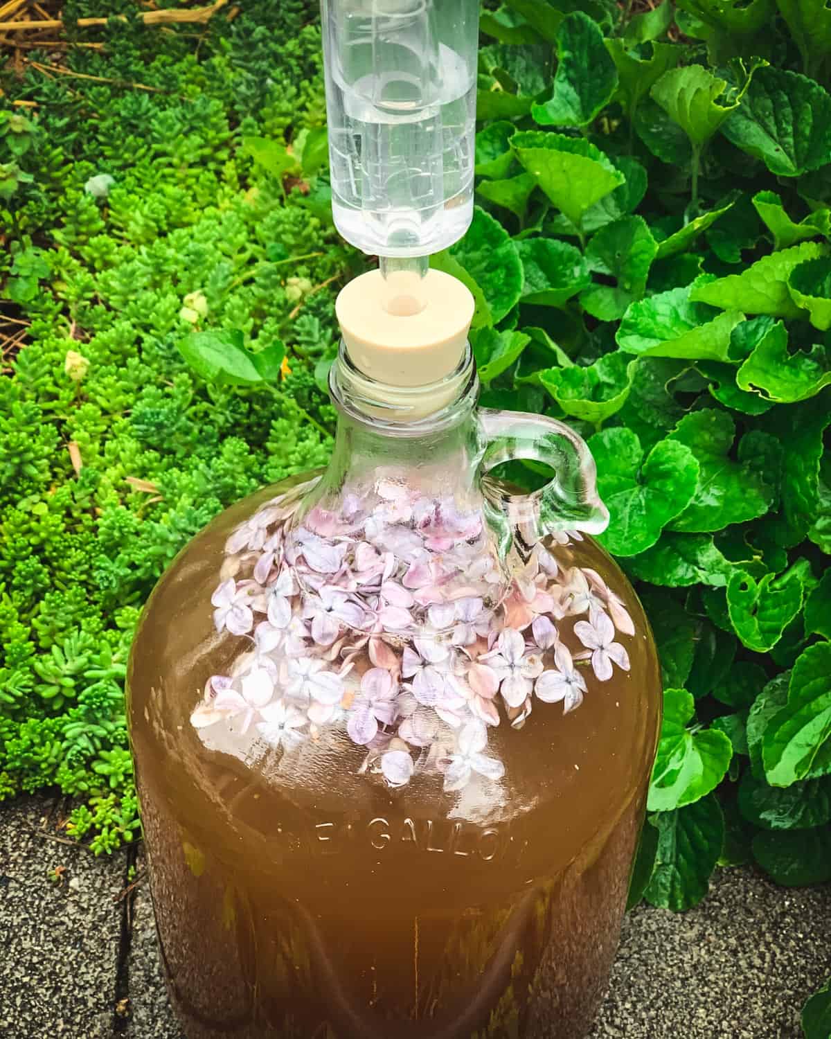 lilac mead in a gallon jug with lilac flowers