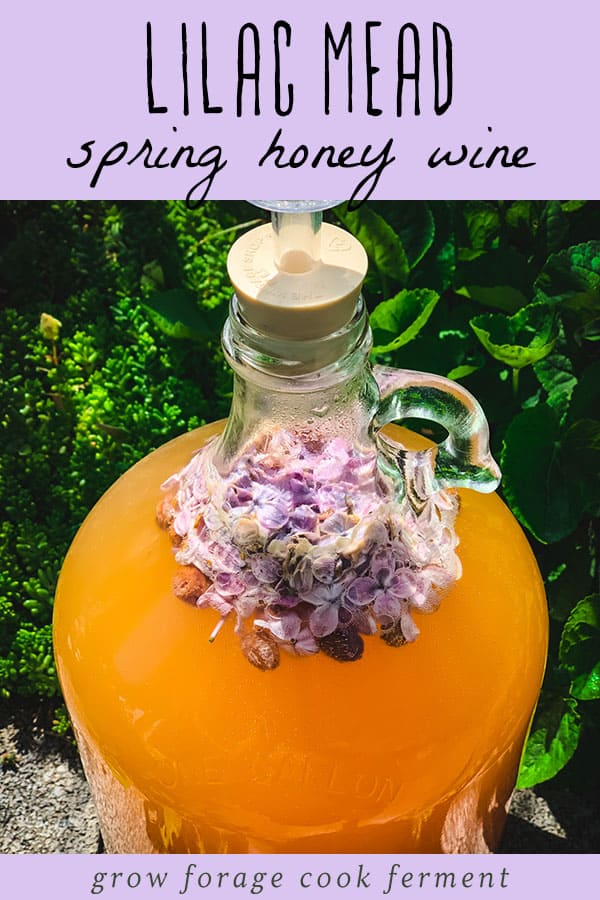 a one gallon jug of lilac mead fermenting