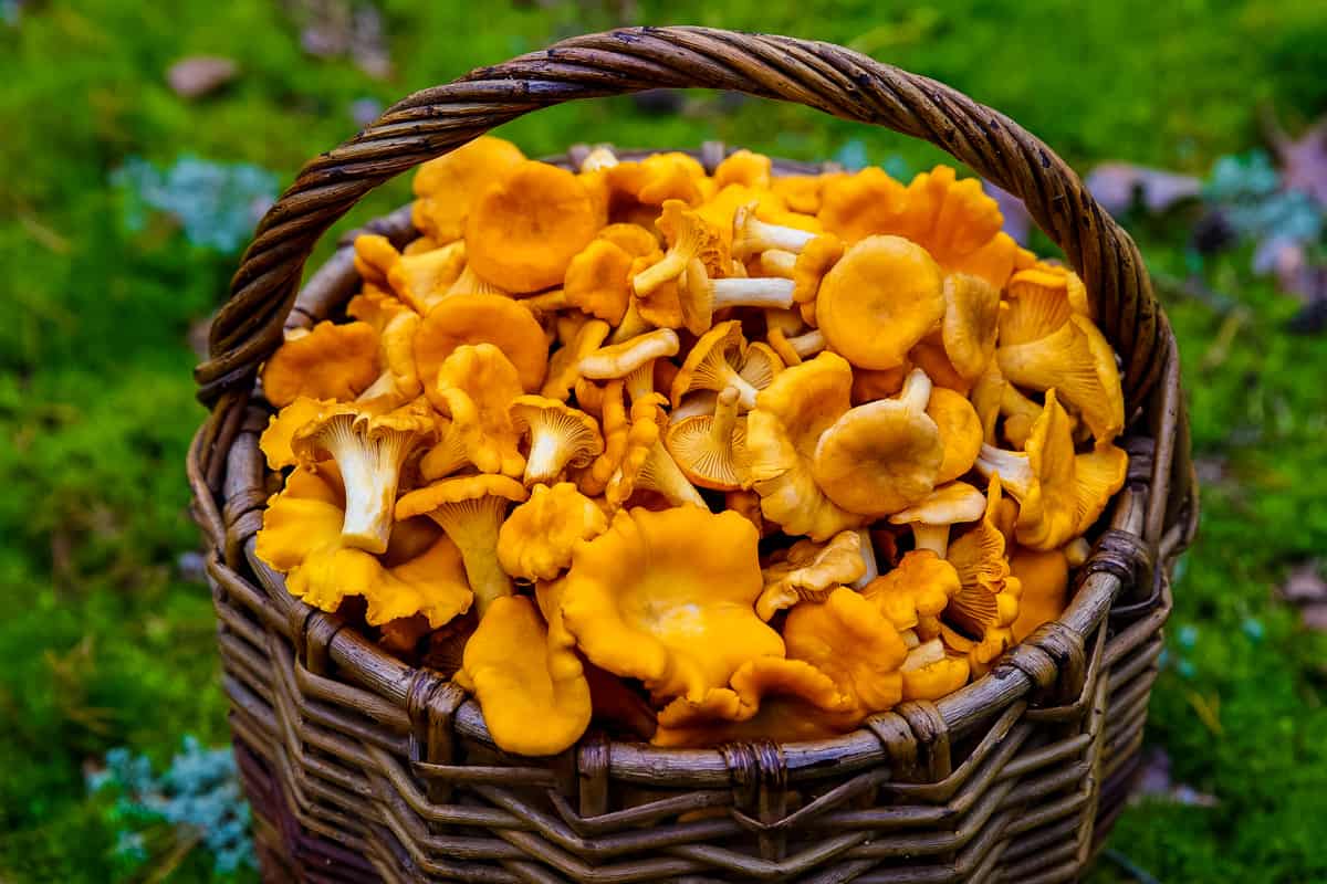 Chanterelle mushrooms are easy to identify and fun to forage for! They are delicious and a culinary treat to find in the wild. Learn how to identify chanterelle mushrooms, where to forage for them, and my favorite ways to cook with this very special edible wild mushroom. Let's go foraging for chanterelle mushrooms! a basket full of freshly harvested chanterelle mushrooms