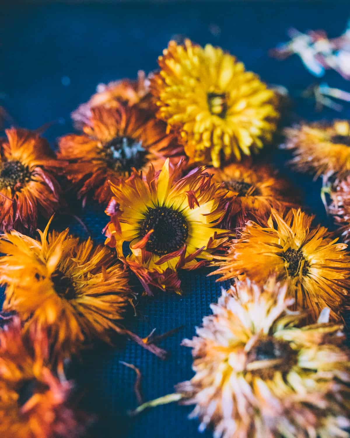 Dried calendula flowers on a dark blue background. 