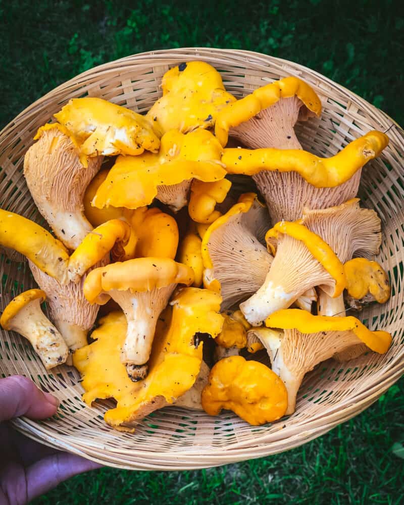 Foraging Chanterelle Mushrooms Identification & Lookalikes