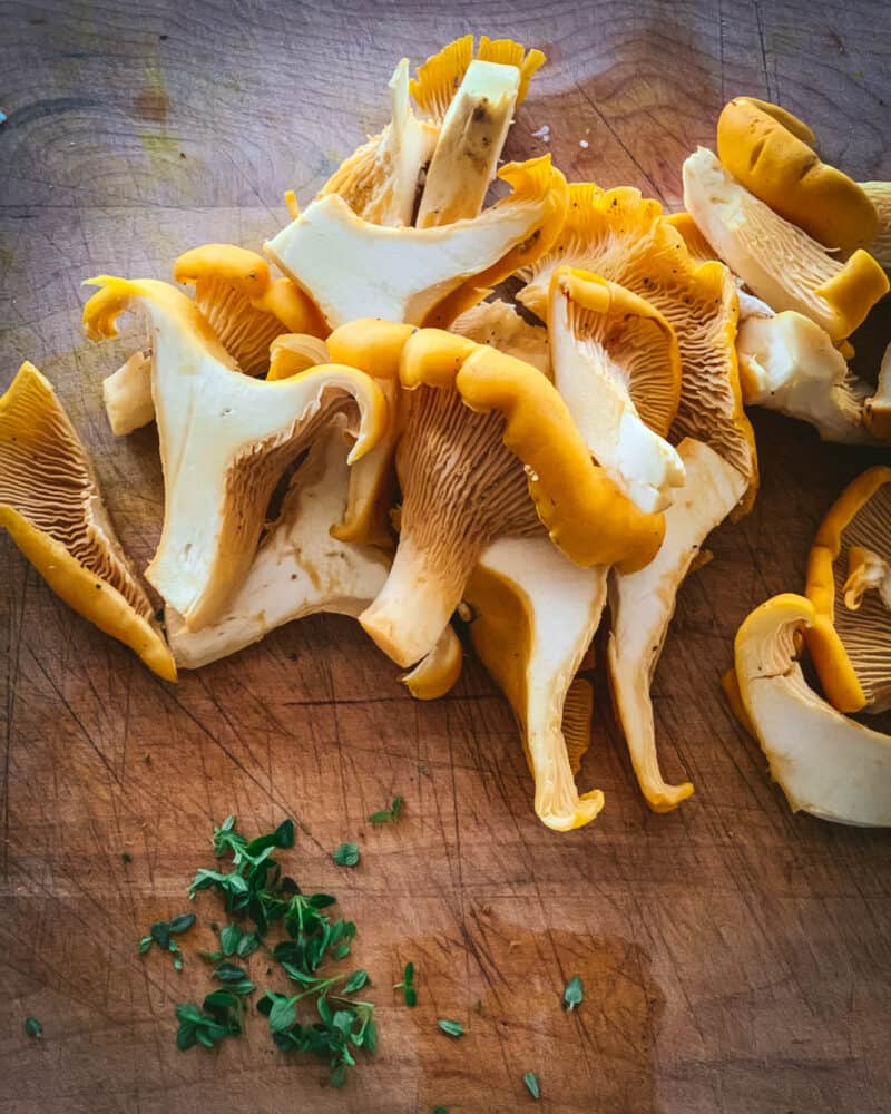 Foraging Chanterelle Mushrooms Identification & Lookalikes
