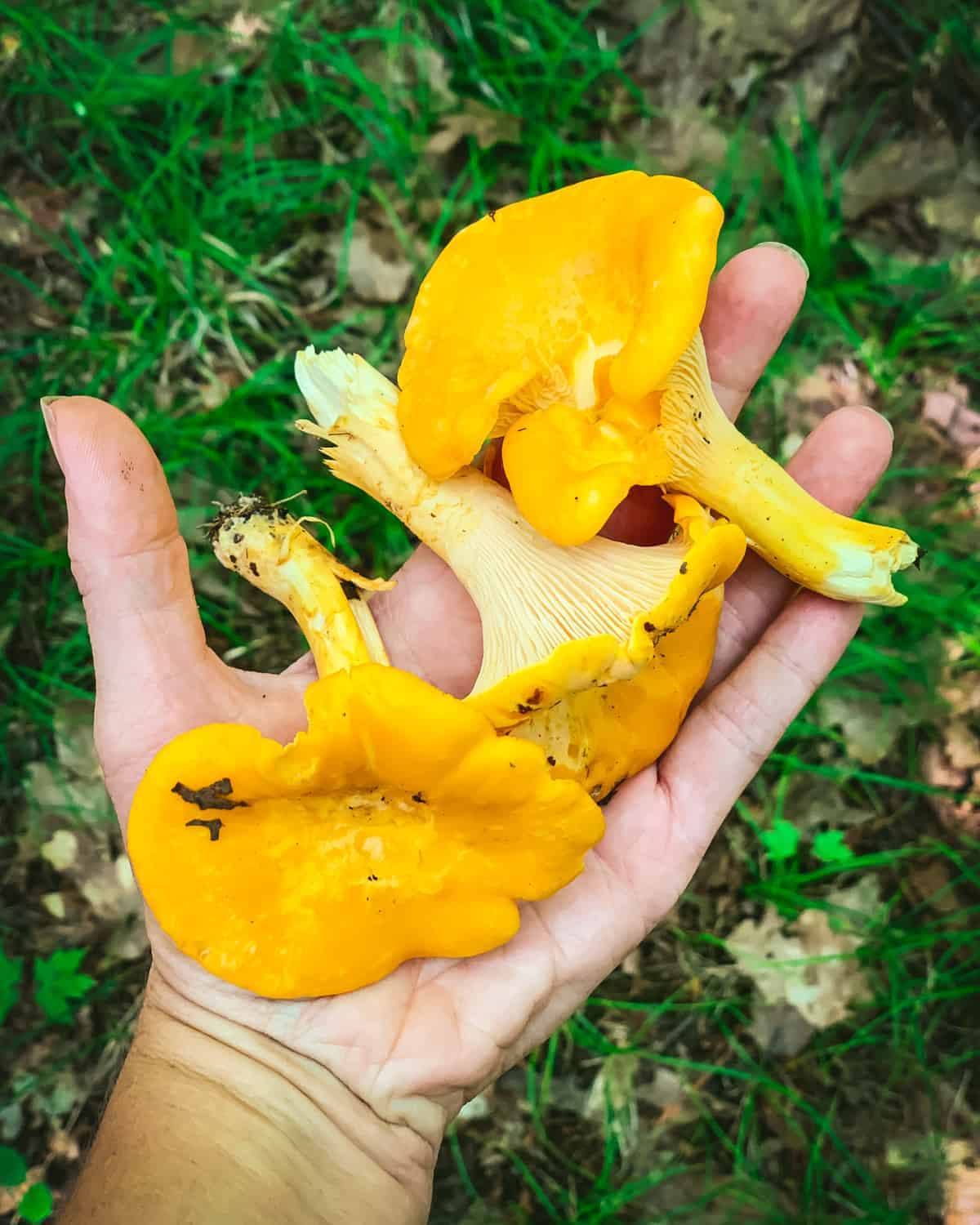 a hand holding three freshly picked chanterelle mushrooms