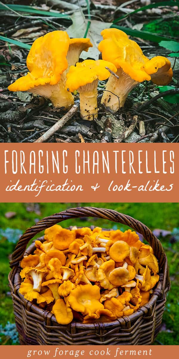 Foraging Chanterelle Mushrooms Identification & Lookalikes