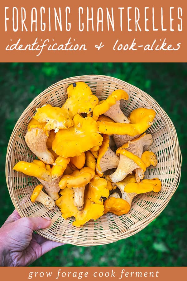 a hand holding a basket of foraged chanterelle mushrooms