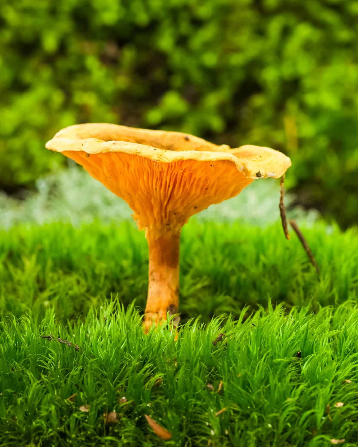 a false chanterelle mushroom growing in grass