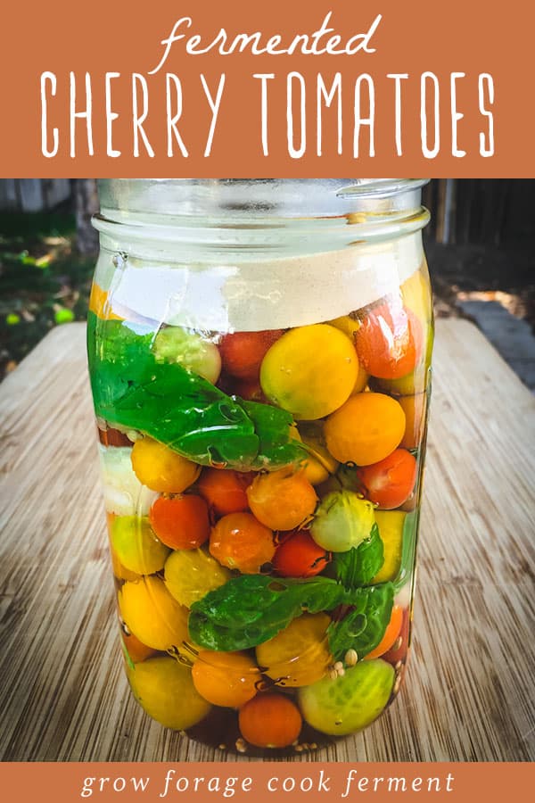 Fermented cherry tomatoes are an excellent way to preserve an abundance of cherry tomatoes. The finished fermented tomatoes have a slight effervescence and amazing flavor! a jar of fermenting cherry tomatoes with basil