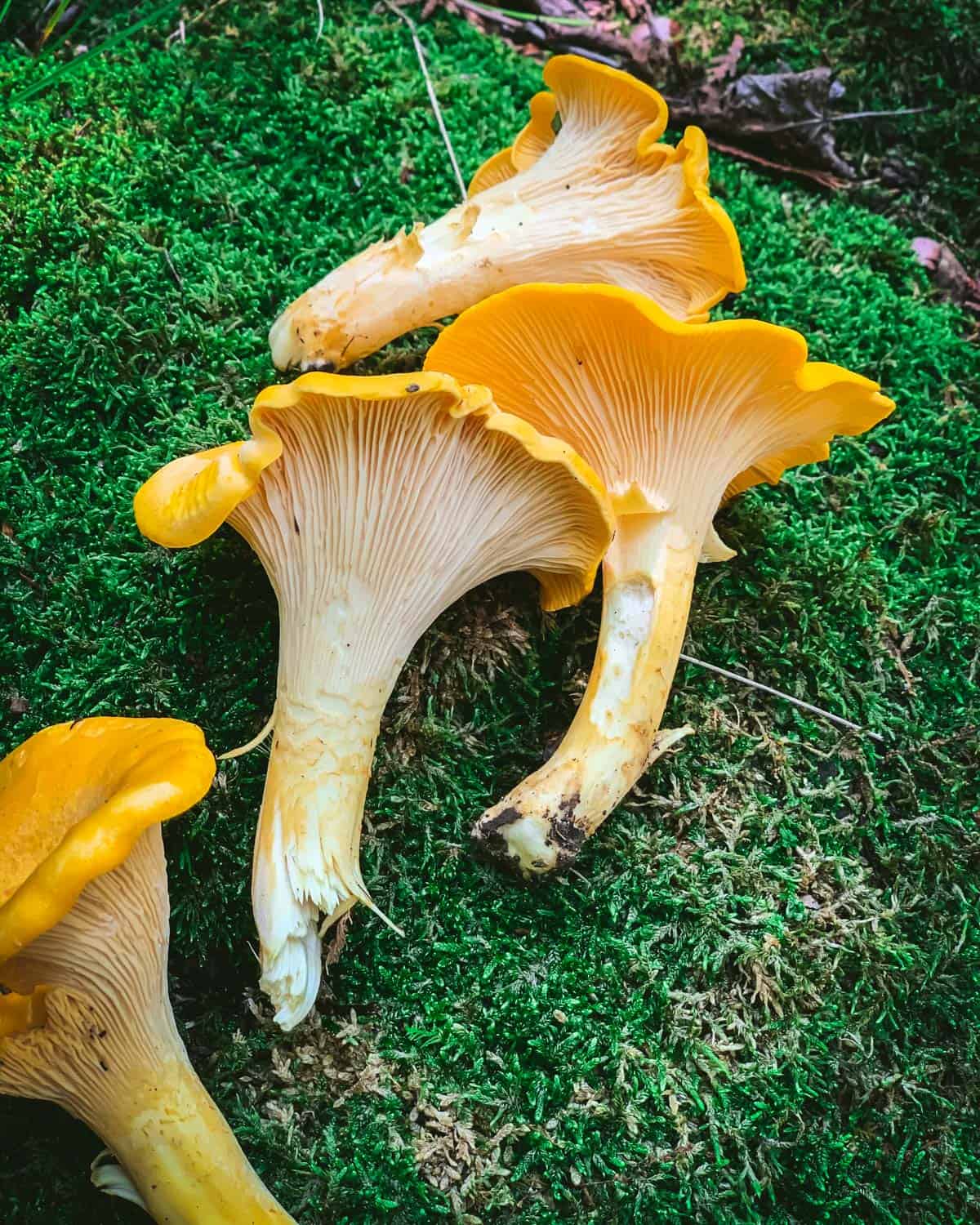 chanterelle mushrooms on a mossy rock