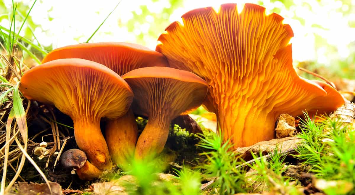 a cluster of jack-o-lantern mushrooms growing