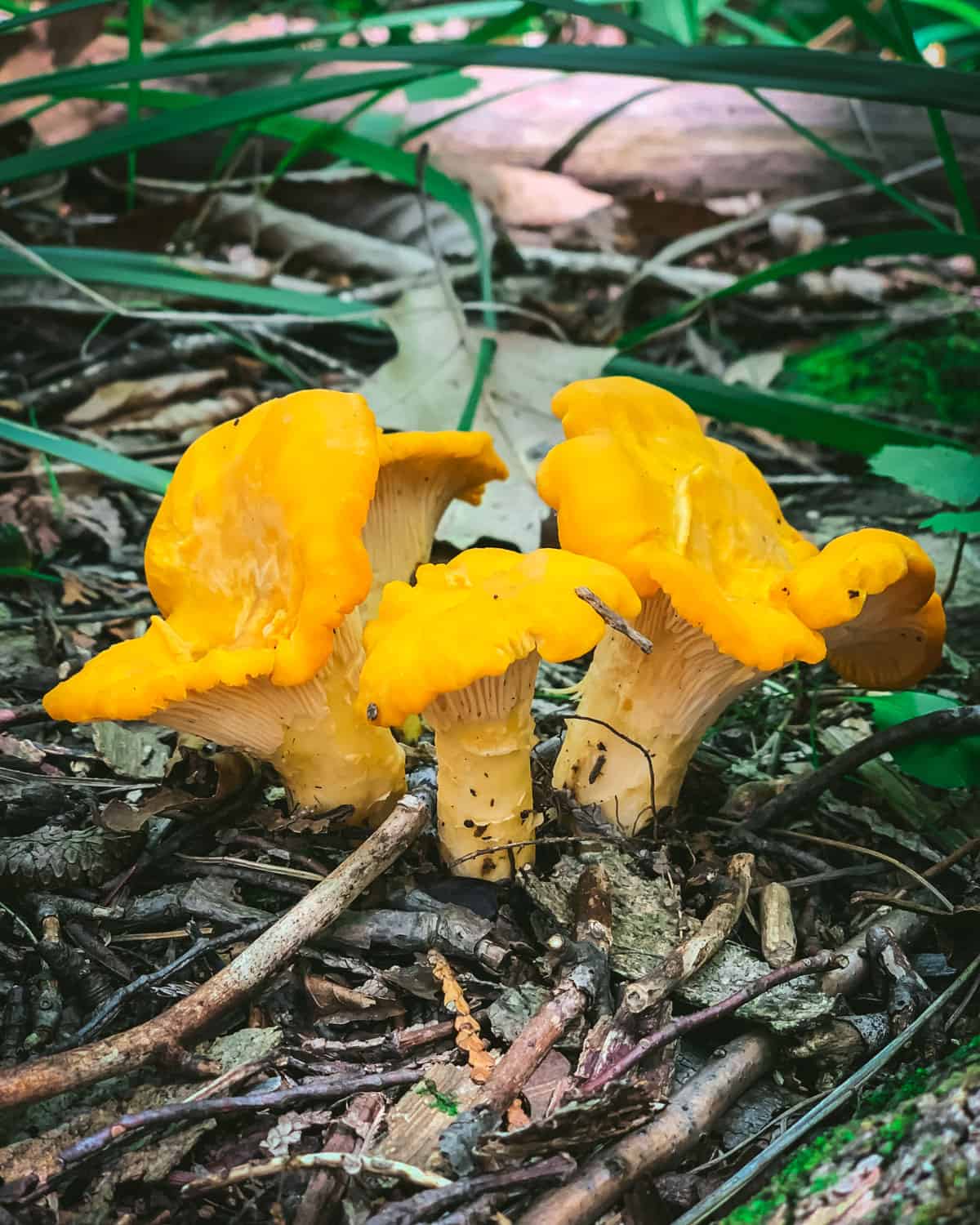 three small chanterelles growing near each other