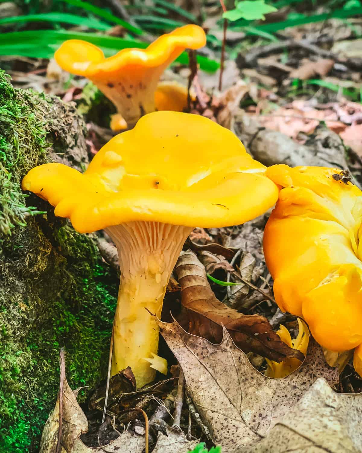 A yellow chanterelle mushroom growing on a forest floor. 