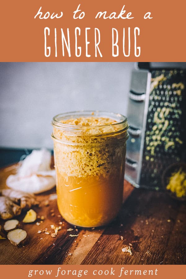 a bubbly jar of homemade ginger bug starter