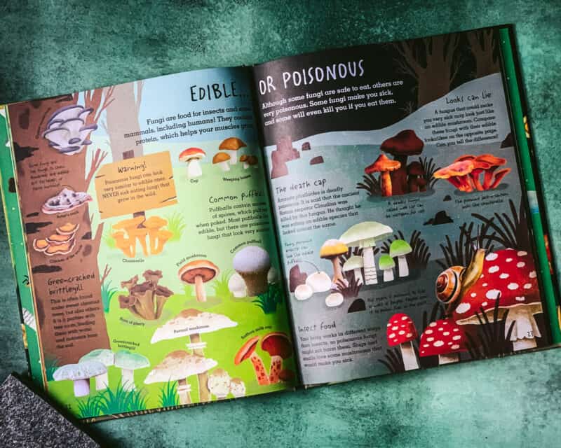 15+ Best Mushroom Books for Kids
