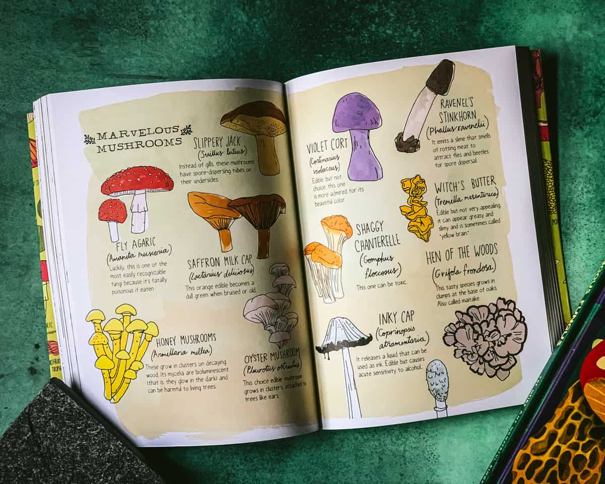 nature anatomy opened up to the mushroom page