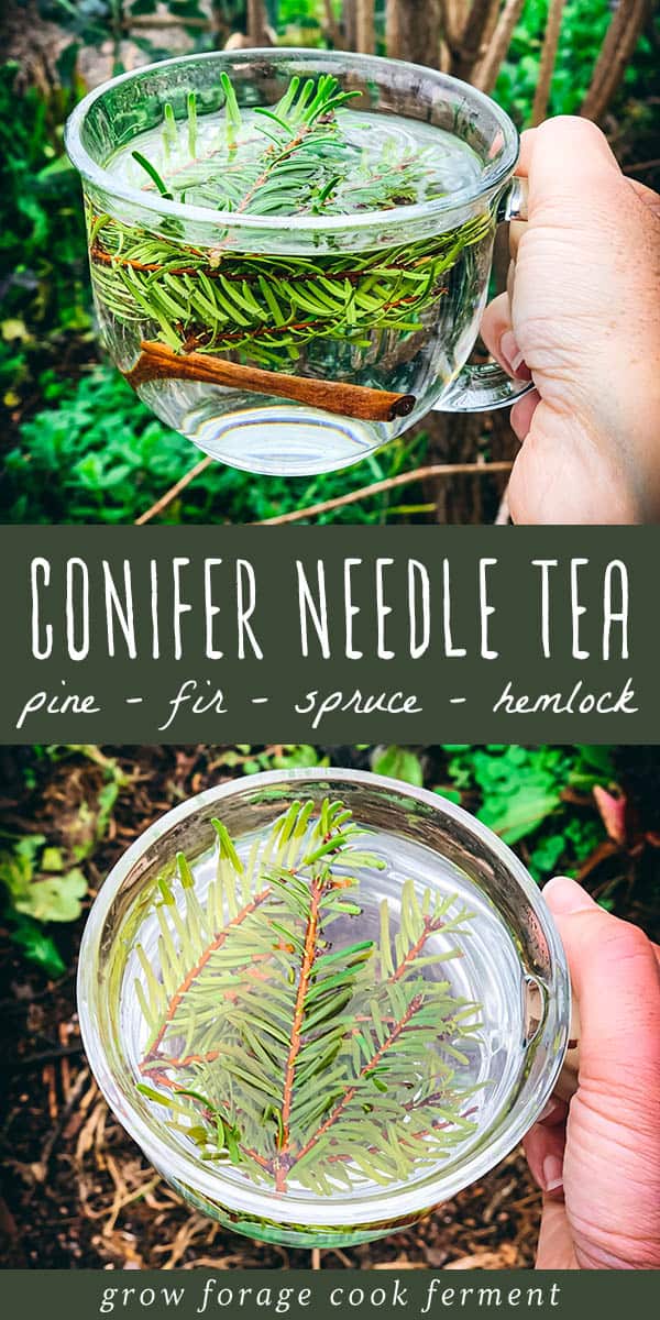 Fir Tea Pine Needle Tea with Pine, Spruce or Fir