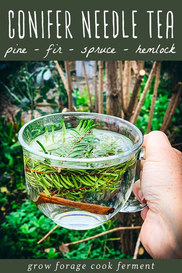 a hand holding a clear mug of tea steeping with conifer needles and a cinnamon stick. 