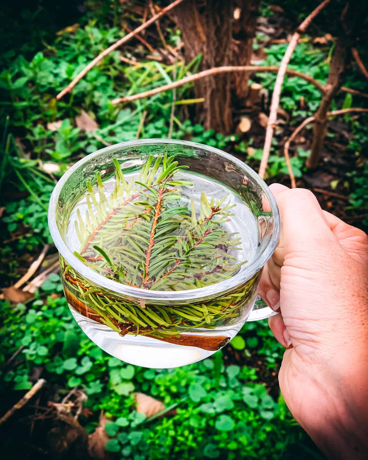 A clear mug in a hand filled with water and fir needle sprigs, and a cinnamon stick at the bottom of the glass. The background is natural green and brown foliage. 