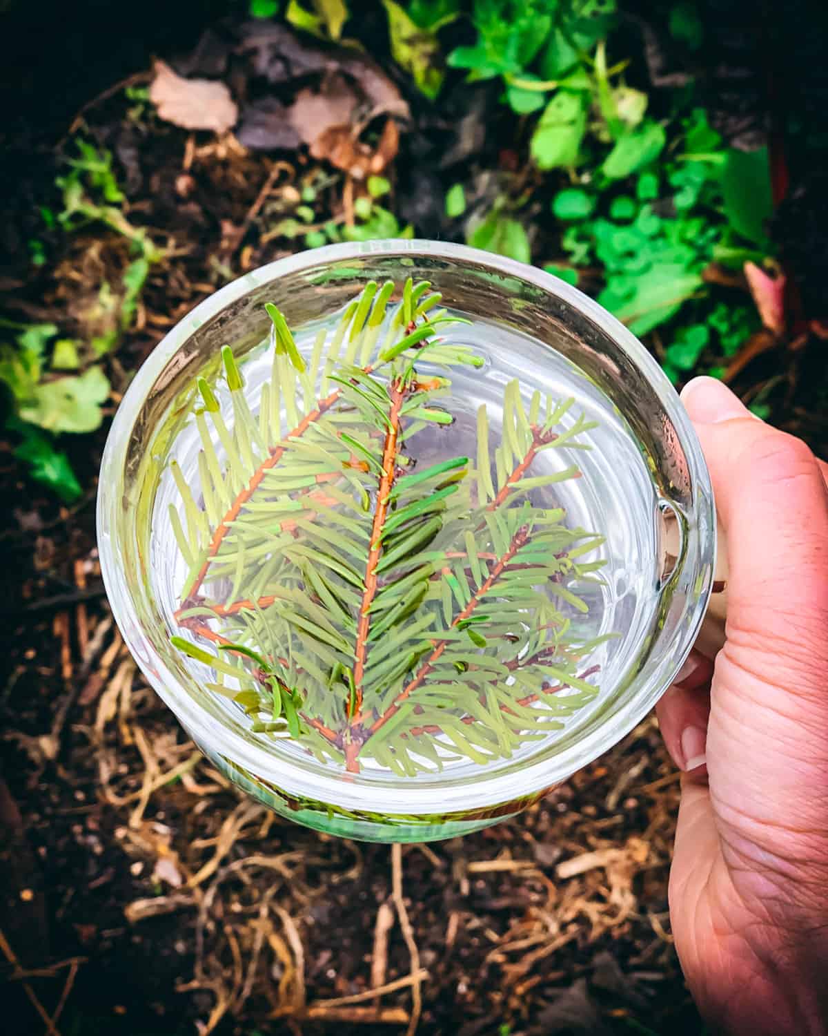 Top view of a clear mug filled with water with fir needle twigs floating at the top, held by a hand on the right. Background is earthy colored dirt and some greens growing. 