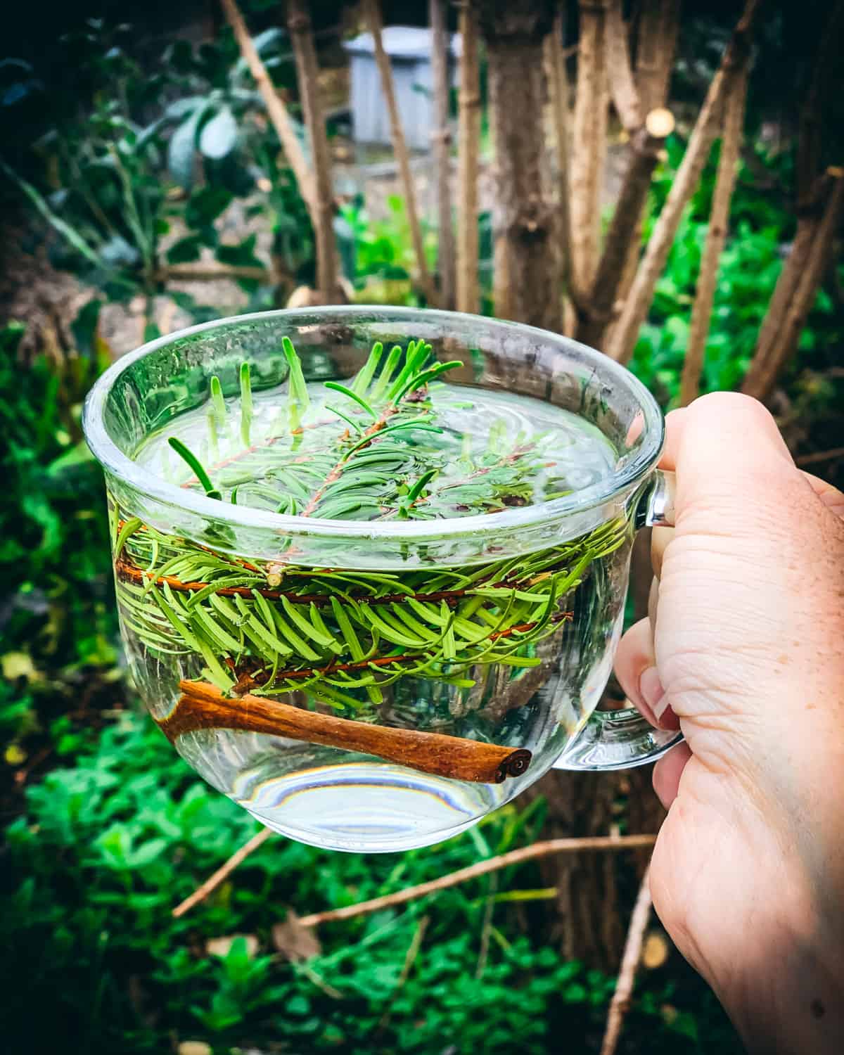 Clear glass tea mug filled with water and fir needle sprigs, with a cinnamon stick at the bottom. Natural background with greens and brown tree branches. 